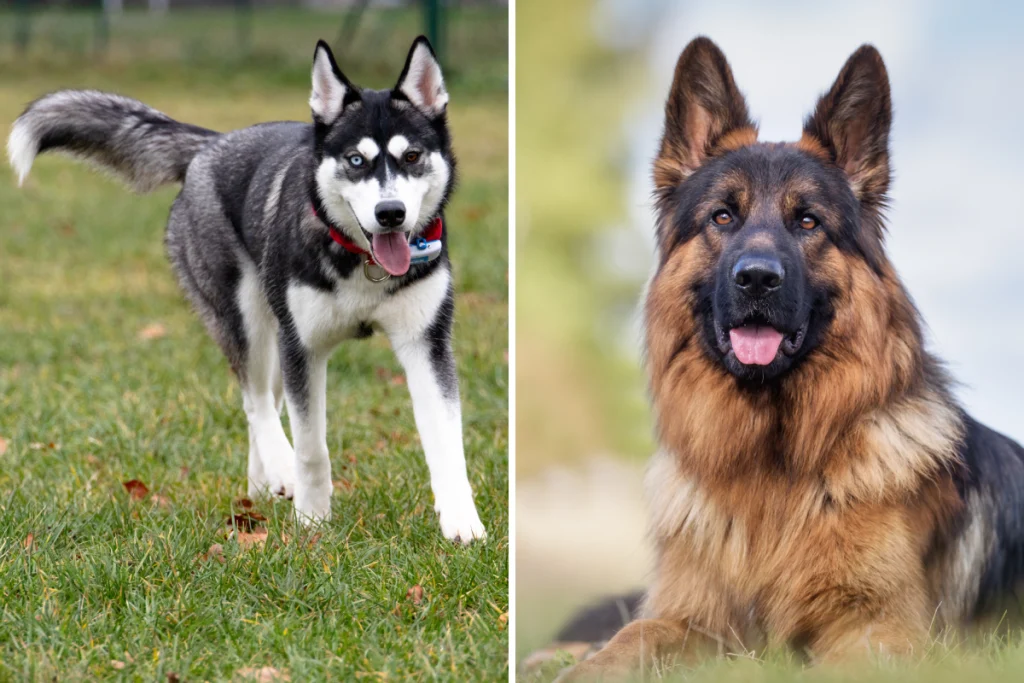 Reddit User Shocked as Husky and German Shepherd Mix Have Puppies—Not Prepared for ‘Tiny’ Result