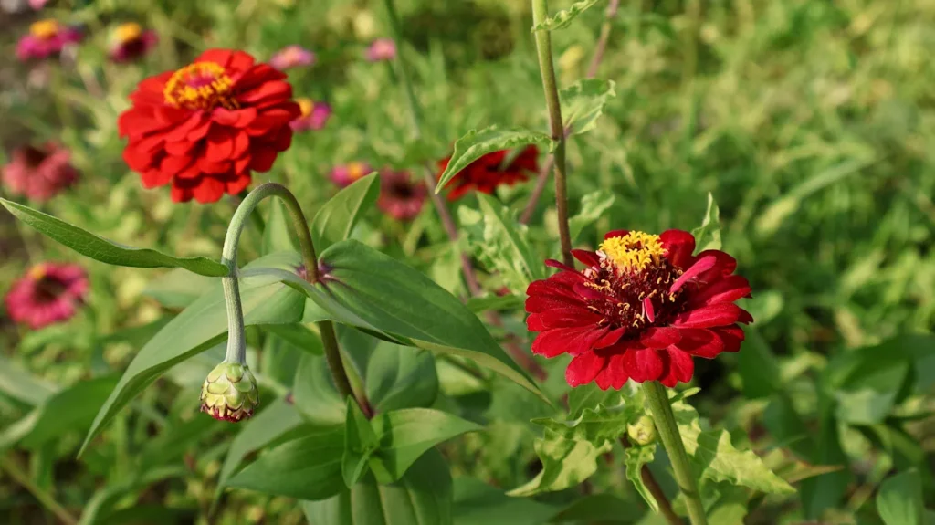 9 Radiant Red Annuals That Pop in the Garden