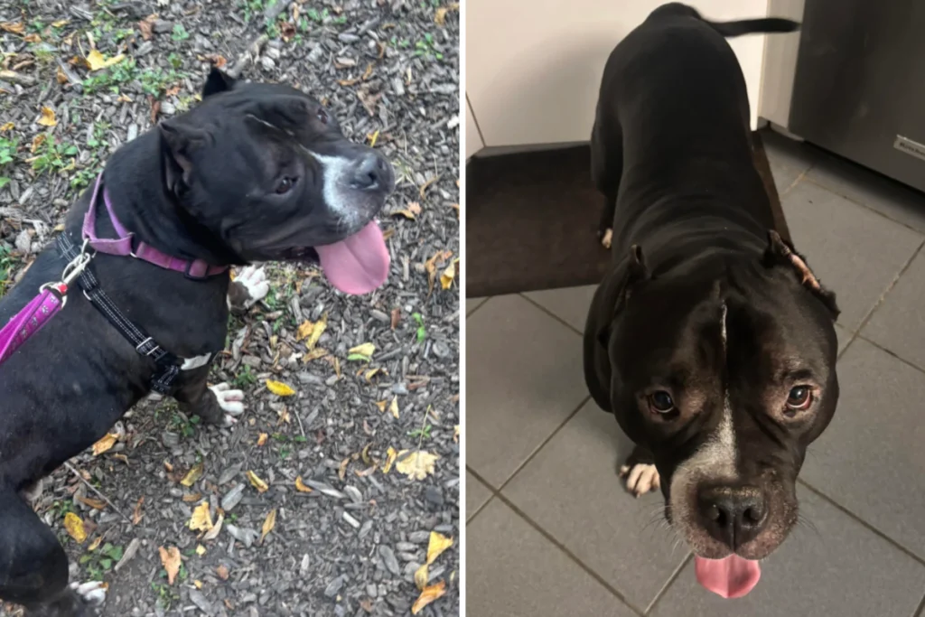 Heartwarming Tale: Immigrant Adopts Scared Shelter Dog, Their Lives Transform