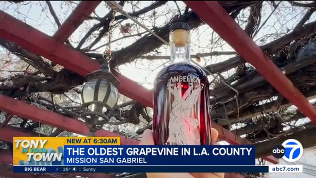 Historic vine at Mission San Gabriel produces limited-edition wine