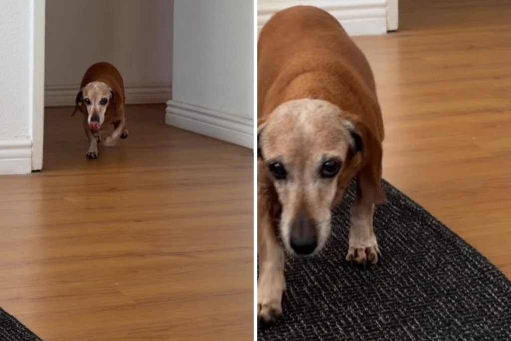 Heartwarming Tale of Senior Dachshund's Life Journey With Owner