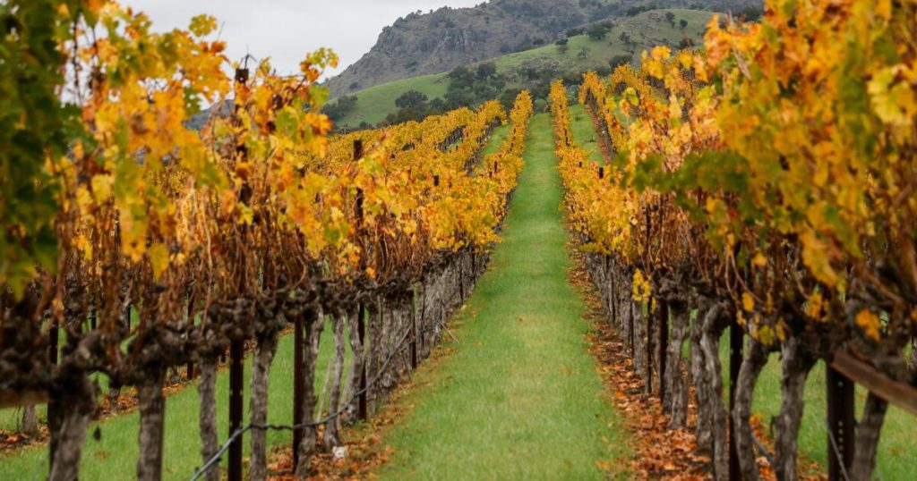 California Wine Industry Faces Crisis: Layoffs and Facility Closures