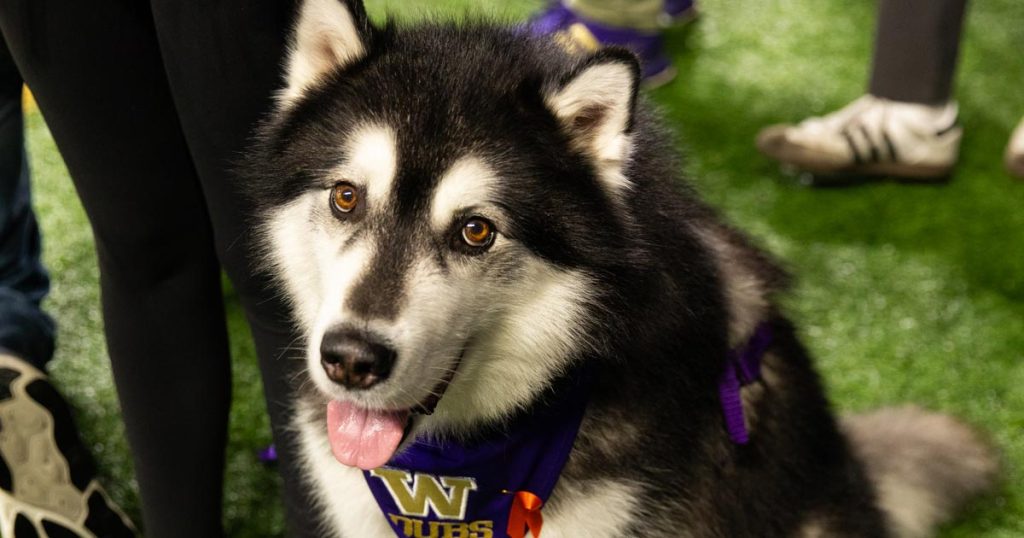 UW's Dubs II vs. Harry the Husky: Seattle Sports Mascot Showdown 2026