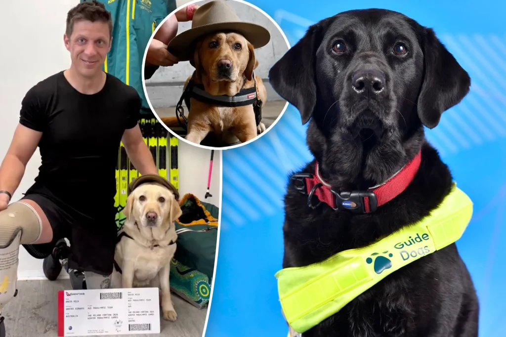 Meet the heroic service dogs of the 2026 Paralympic Winter Games