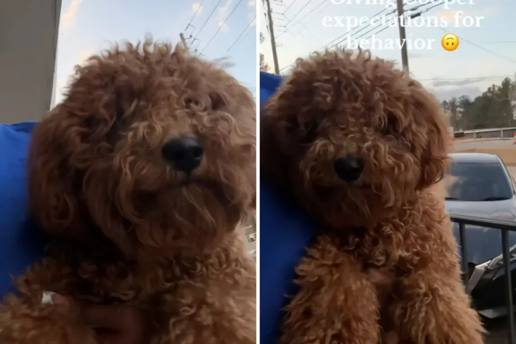 Owner Shocked: Groomer's Drastic Change to Her Dog