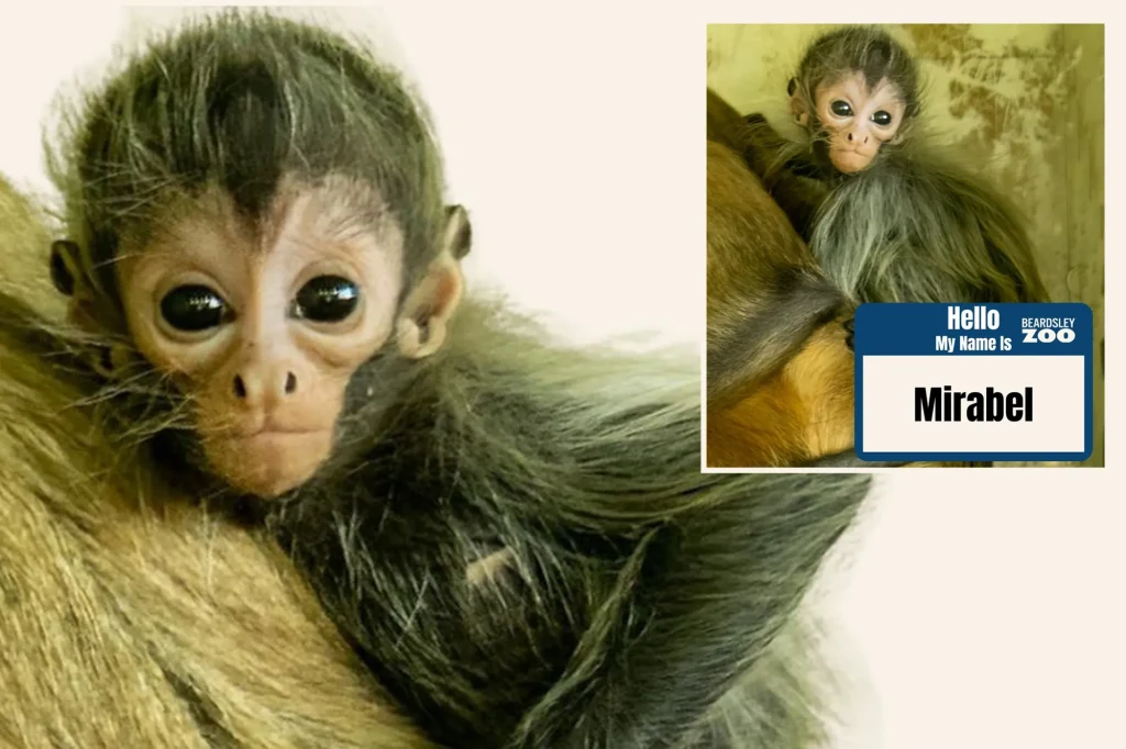 CT zoo's baby spider monkey name revealed: Esperanza, Mirabel and Reyna