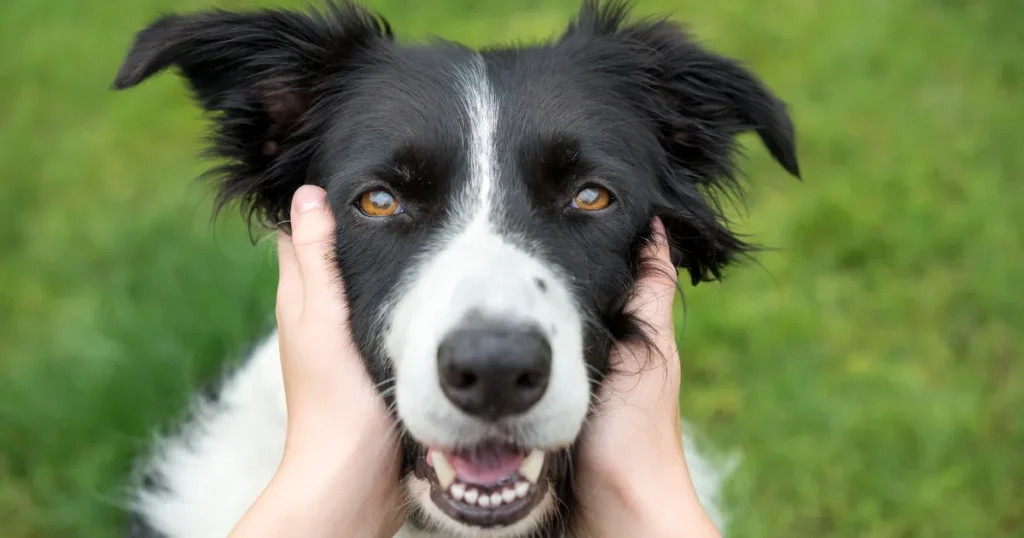 Avoid This Common Dog Treat: A Danger to Your Pet's Teeth