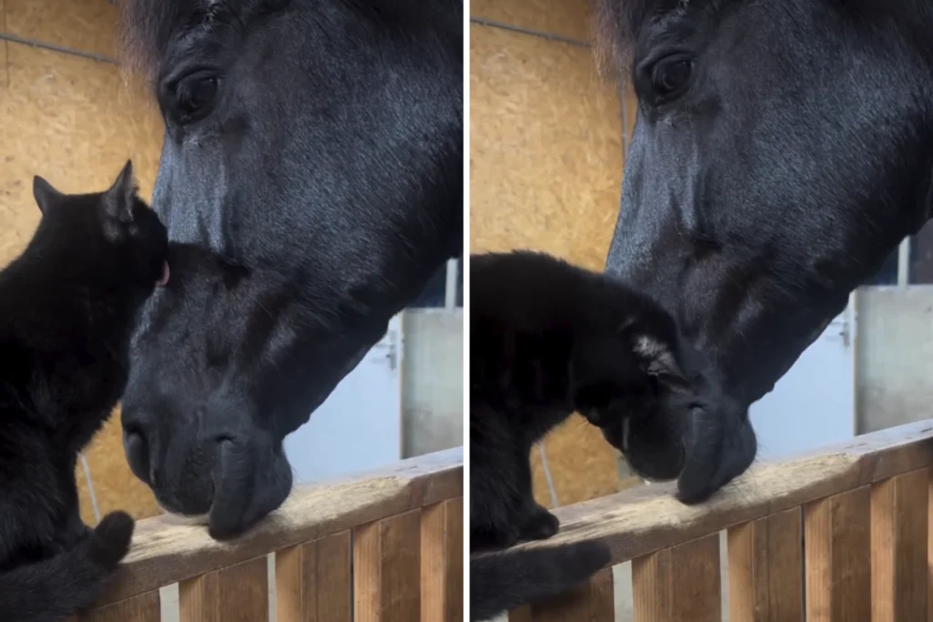 Unlikely Friendship: Cat and Horse's Heartwarming Bond