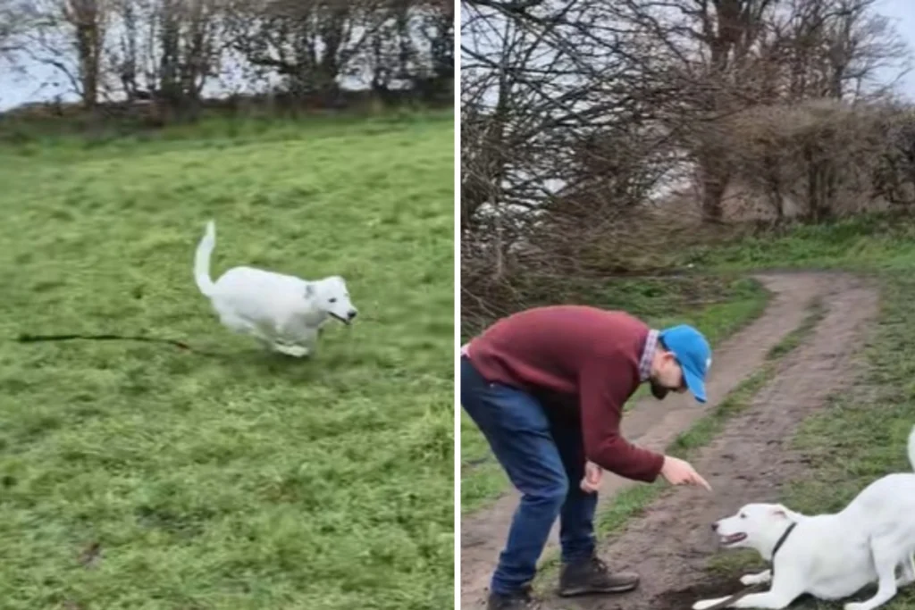 Deaf Dog's Hilarious Escape: Owner's Sign Language Fail