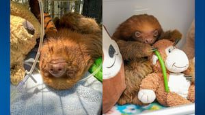 Mr. Ginger' from Sloth World in Critical Condition