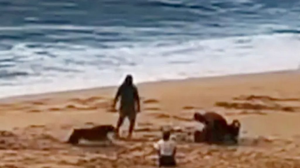 Community Outrage as Rottweiler Attacks Child on Oahu Beach