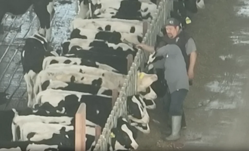 Horrific video shows ranchers’ brutal attacks on cattle