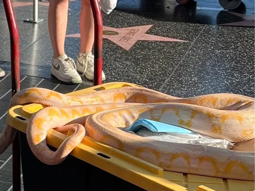 Snake Handler Abandons Reptiles On Walk Of Fame While Fleeing Police: LAPD