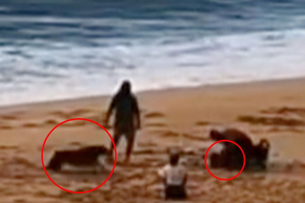 Community Outrage Grows as Rottweiler Attack Shocks Hawaii Beachgoers