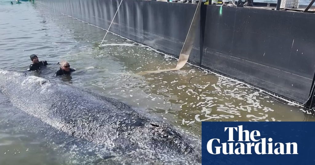 Danish Authorities Confirm Death of Whale After Controversial Rescue Effort