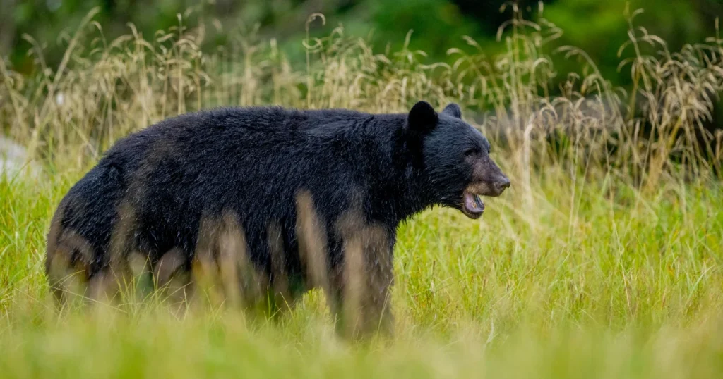 Bear attack kills man at Canadian uranium site