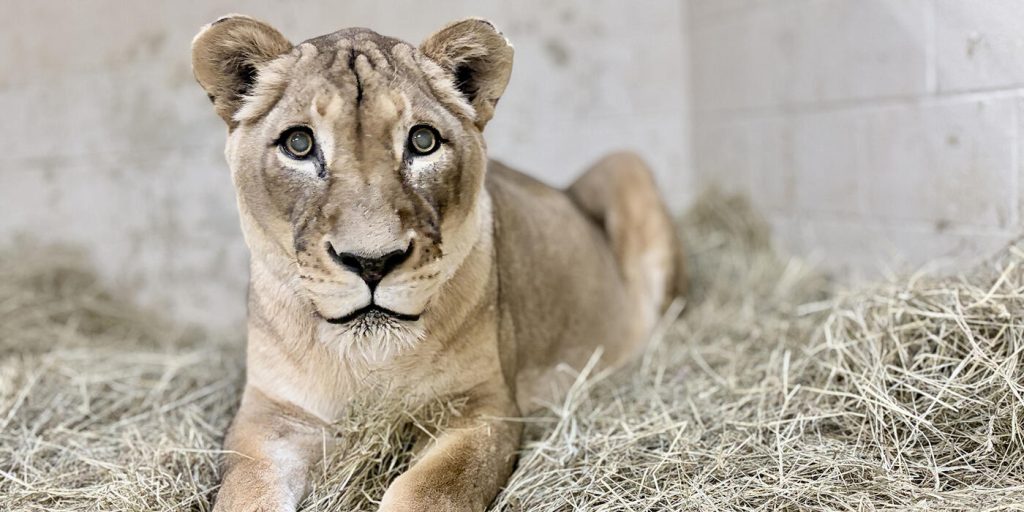 Smithsonian Zoo Mourns Shera, 21-Year-Old Lion Known for Her Unique Bond