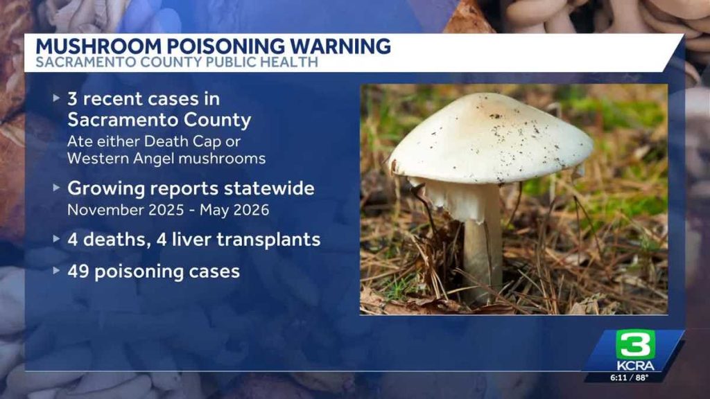 Sacramento County issues warning after wild mushroom poisonings