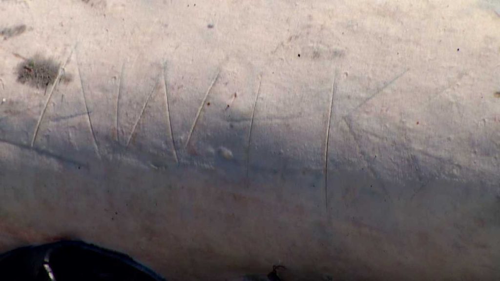 Carved Initials Found on Beached Gray Whale