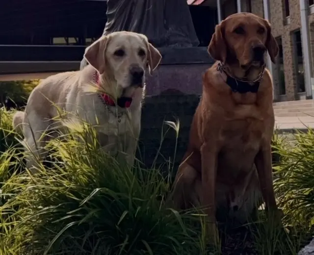 Special Dogs Find Child Abuse Material in Waukegan Home