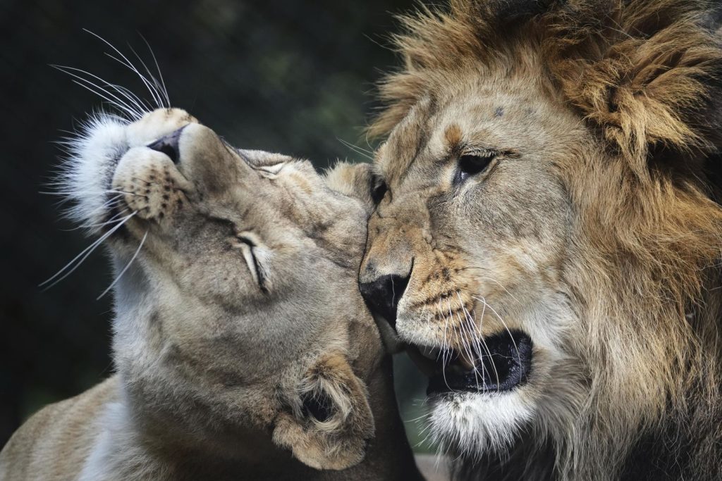 21-year-old lioness Shera euthanized at Smithsonian's National Zoo after losing mobility