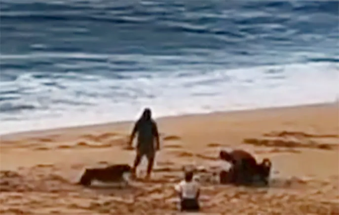 Rottweiler Mauls Girl on Hawaii Beach; Owner Still Unknown