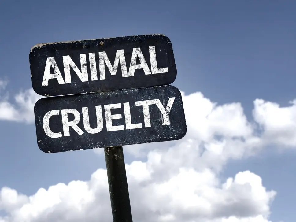 Mother, Son Lied About Finding Abused Dog