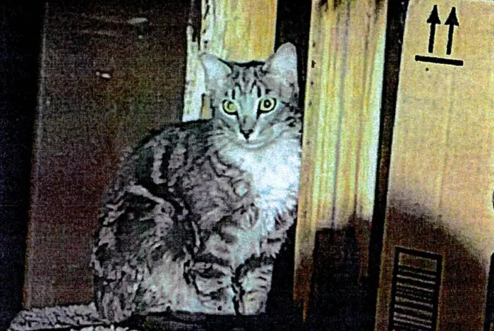 Las Vegas man kills cat, claims self-defense