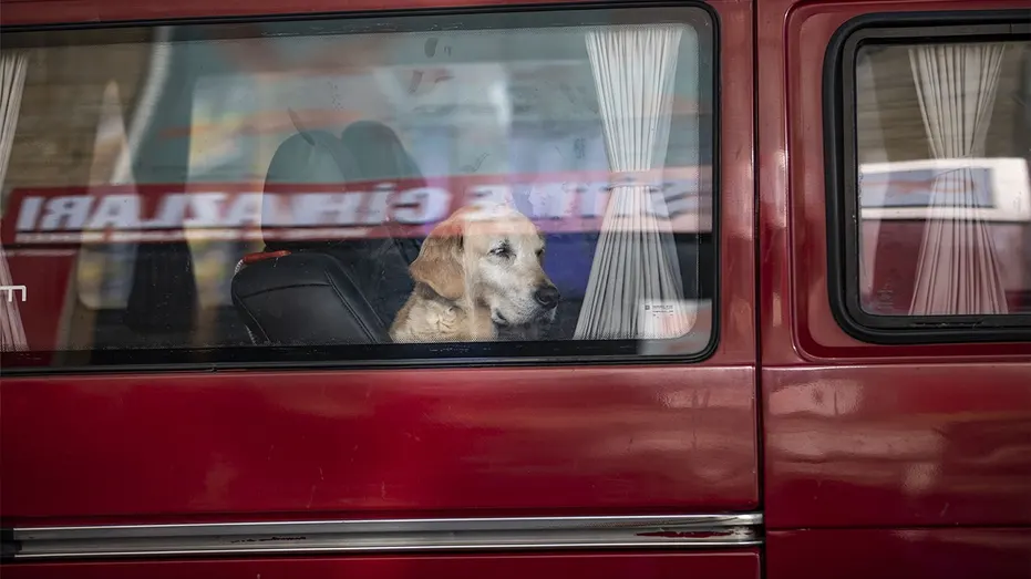 Dog Triggers Shotgun at Nebraska Gas Station