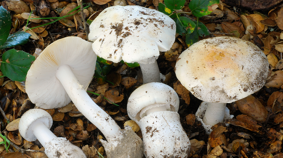 Toxic Mushroom Outbreak Hospitalizes Three in Napa County