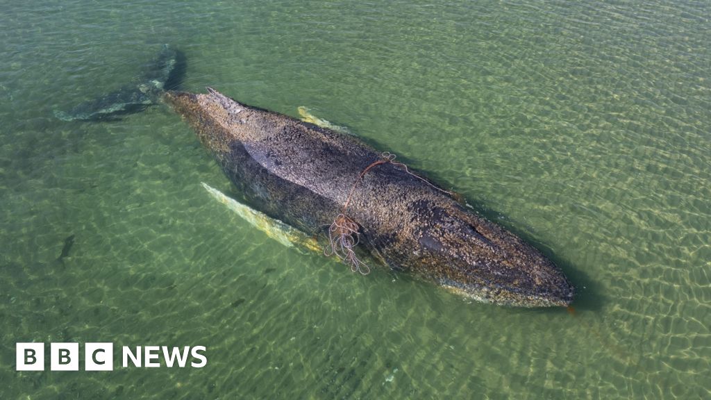 Danish Authorities Investigate Deceased Whale's Identity Near Anholt Island