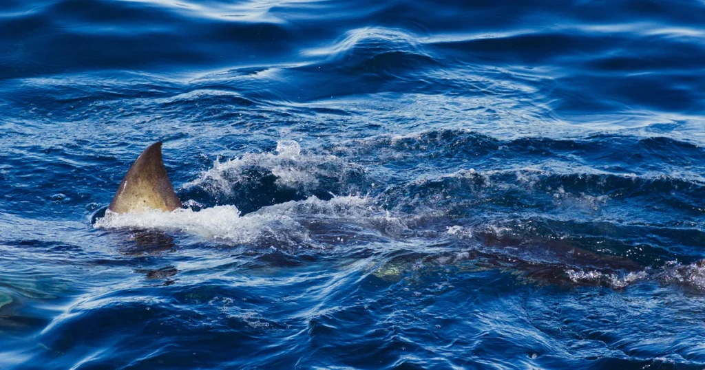 Shark kills spearfisher in front of friends