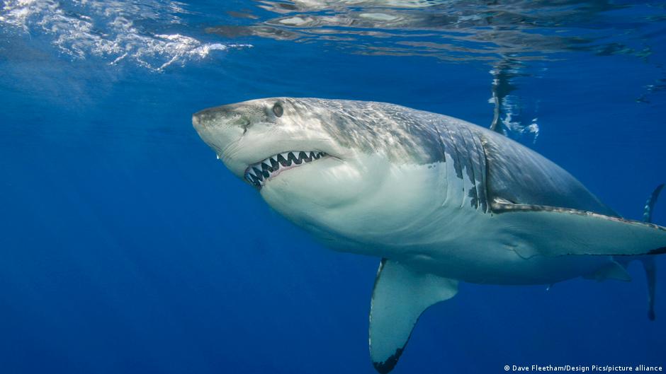 38-Year-Old Dies in Rottnest Island Shark Attack Amid Rising Incidents