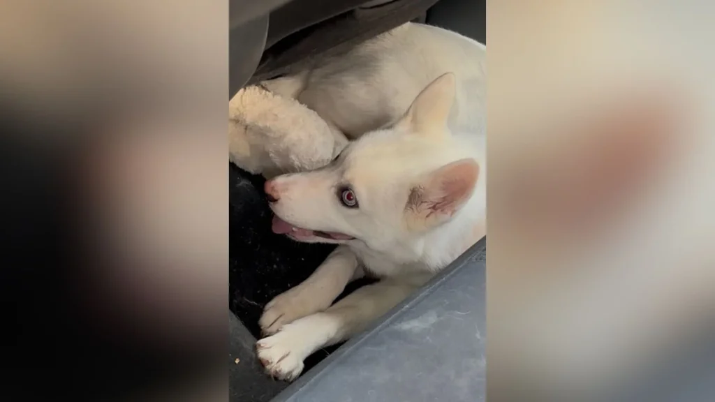 Puppy Rescued from 100-Degree Car at Legacy Place