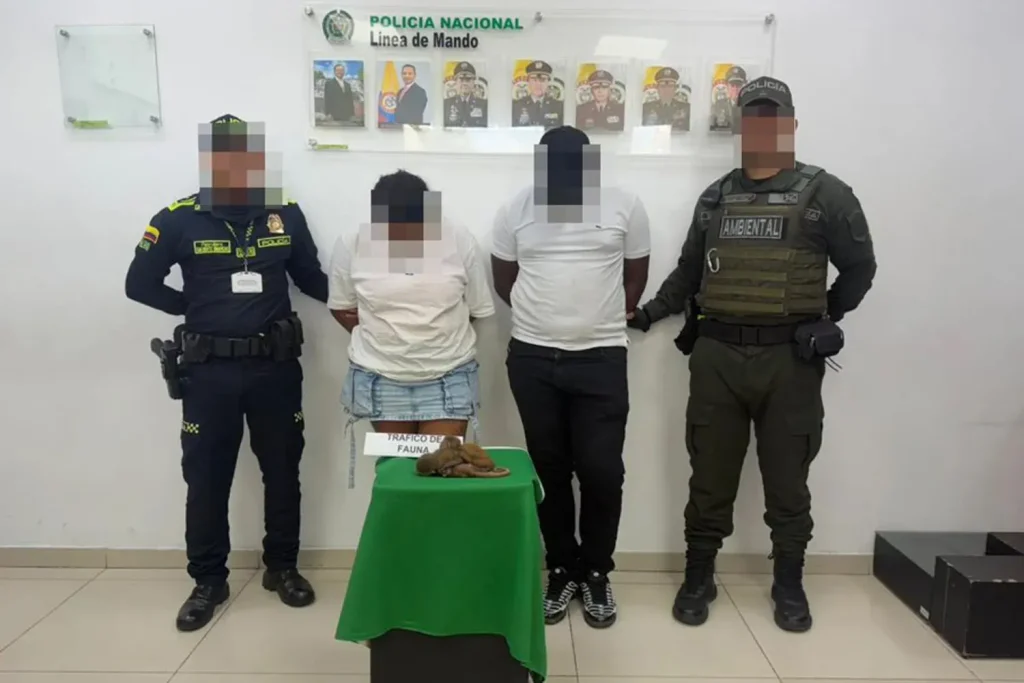 Couple allegedly stuffed 3 monkeys in underwear in smuggling bid