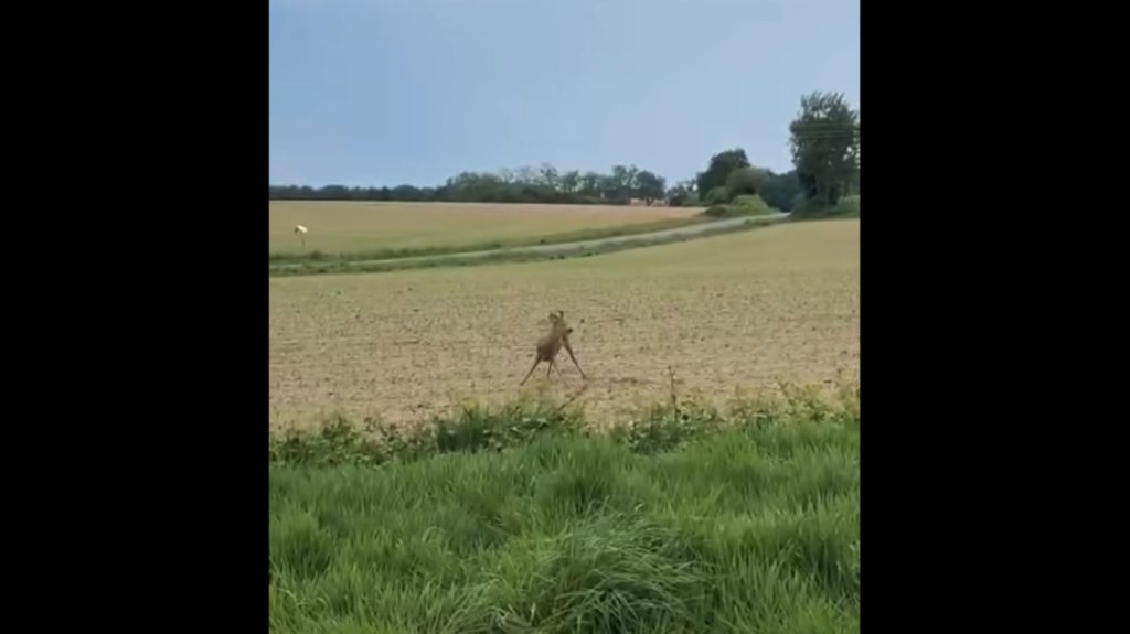 French Cops Warn Drivers of Drunk Deer Danger
