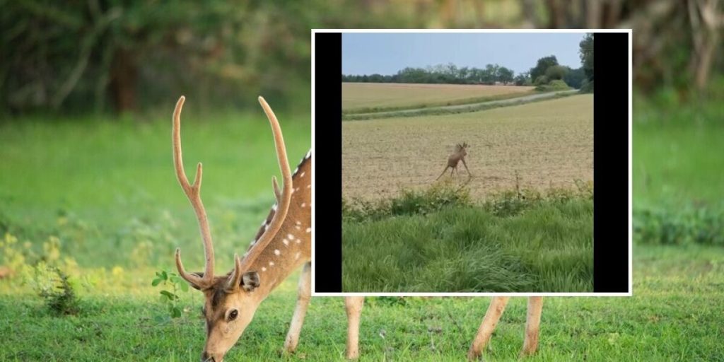 French Police Use 'Drunk Deer' Video to Warn Rural Drivers