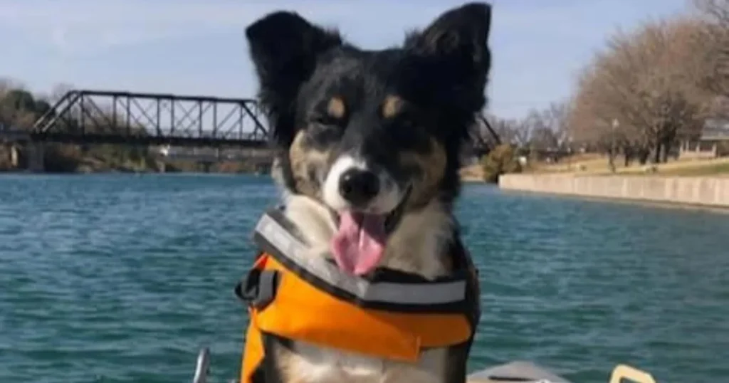 New Mexico dognapping case takes a dark turn
