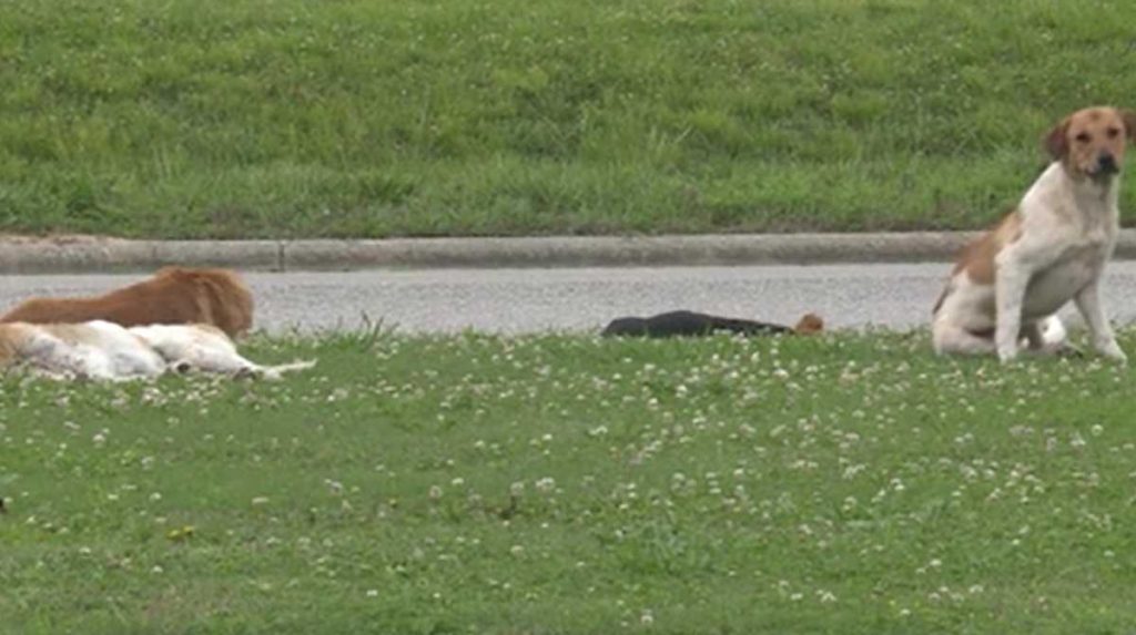 Alabama City Halts Controversial Plan for Stray Dogs
