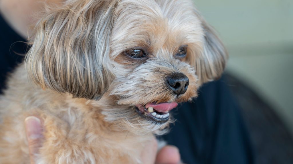 Newark Woman Charged in Viral Clifton Dog Theft Case