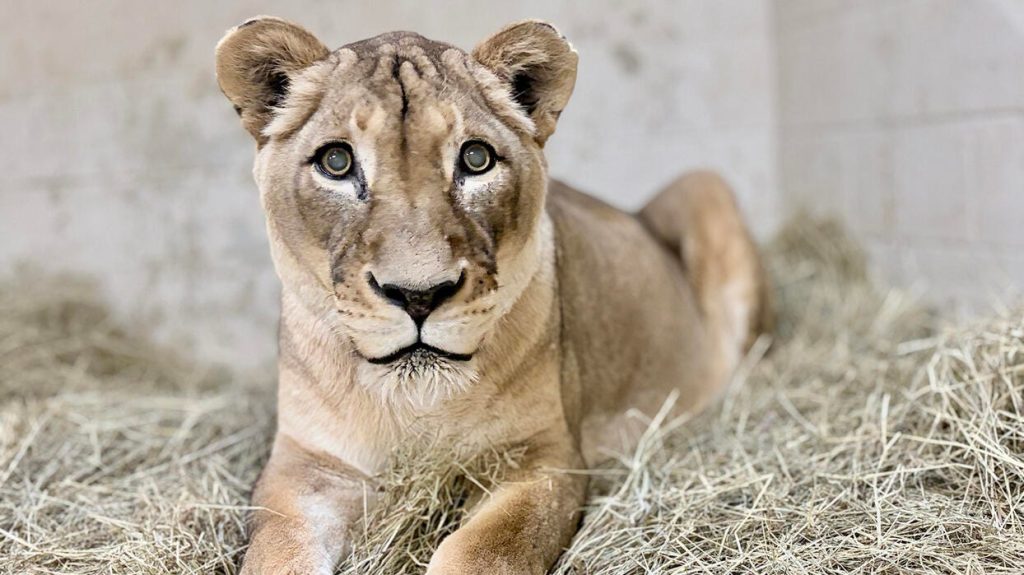 National Zoo's Beloved Lion Shera, 21, Euthanized Due to Health Decline