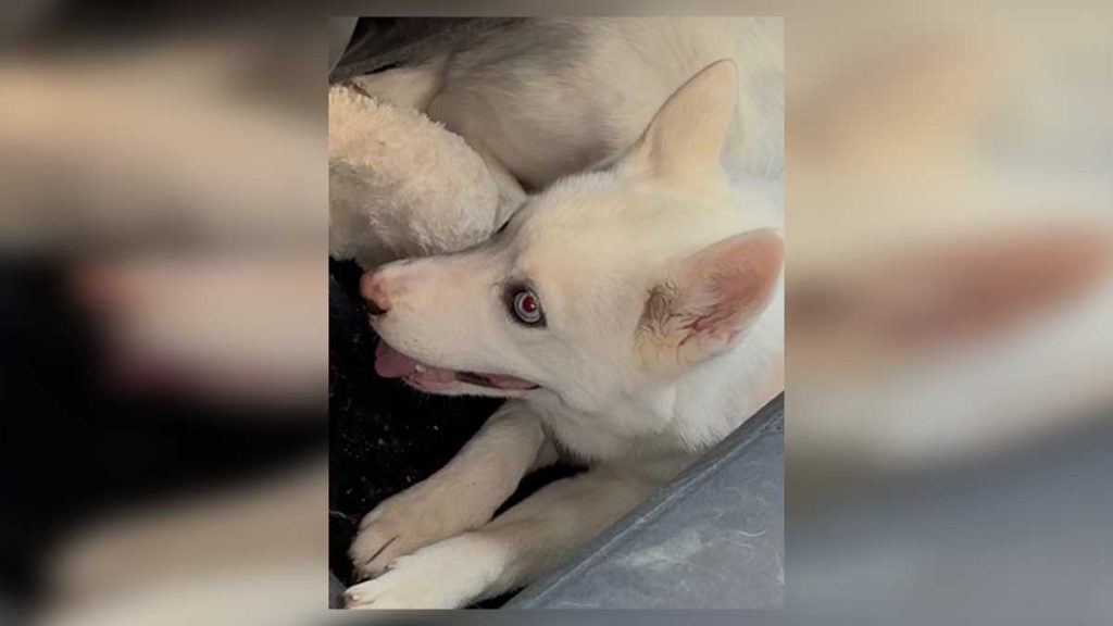 Puppy left in 100-degree car at Legacy Place