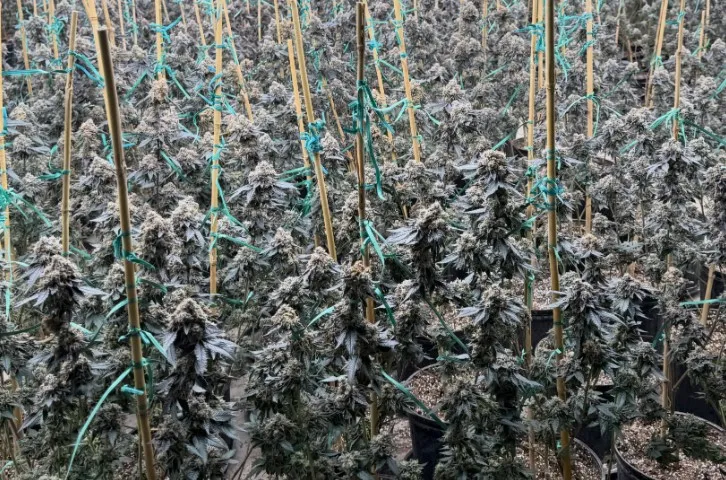 Indoor marijuana grow busted in Parlier
