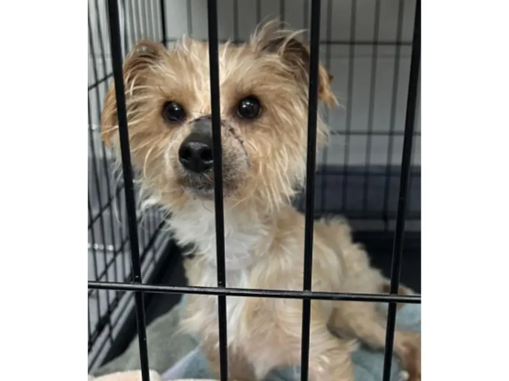 Dog Found Starving, Mouth Bound Shut In Port Jefferson Station