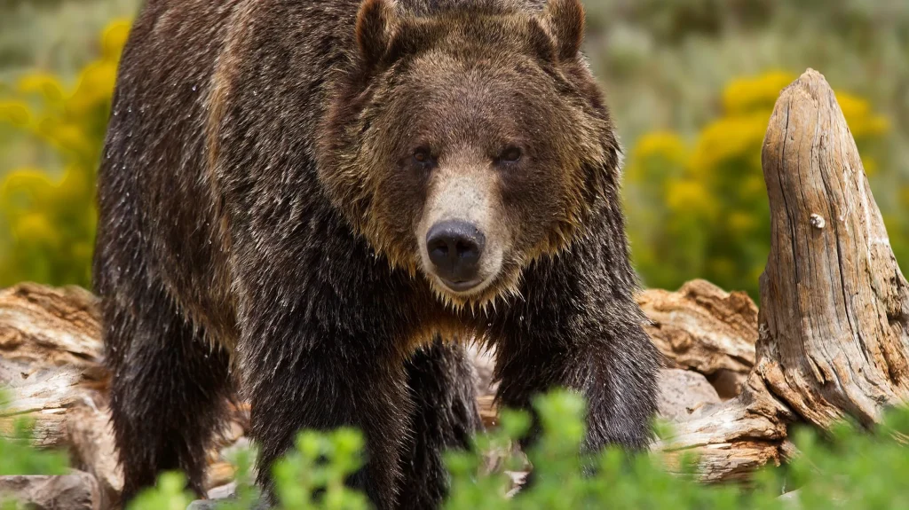 Two hikers in Yellowstone seriously injured in bear attack