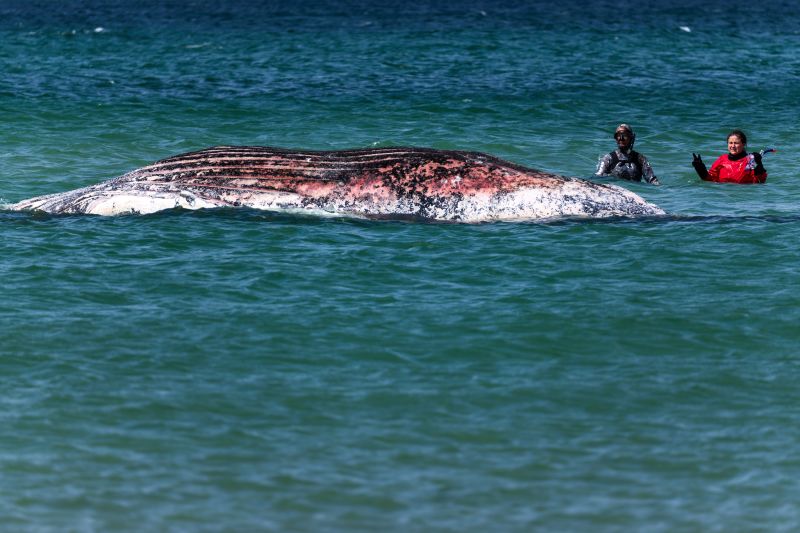 Timmy, the stranded humpback whale, found dead off Danish coast