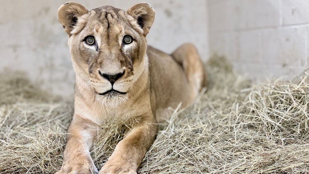 Shera, Beloved 21-Year-Old Lioness, Leaves Legacy at National Zoo