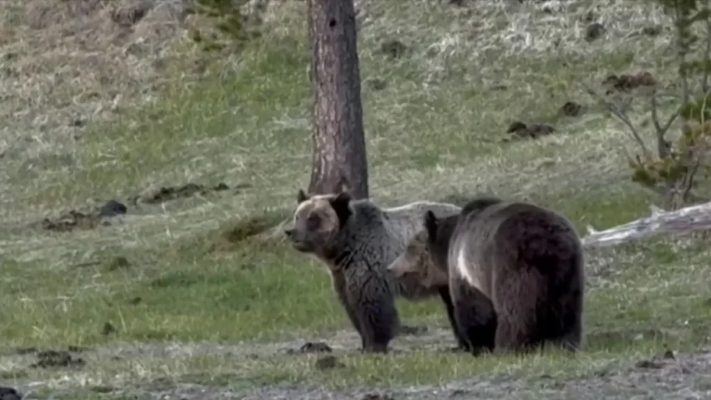 Hiker’s body found after suspected bear attack in Glacier National Park