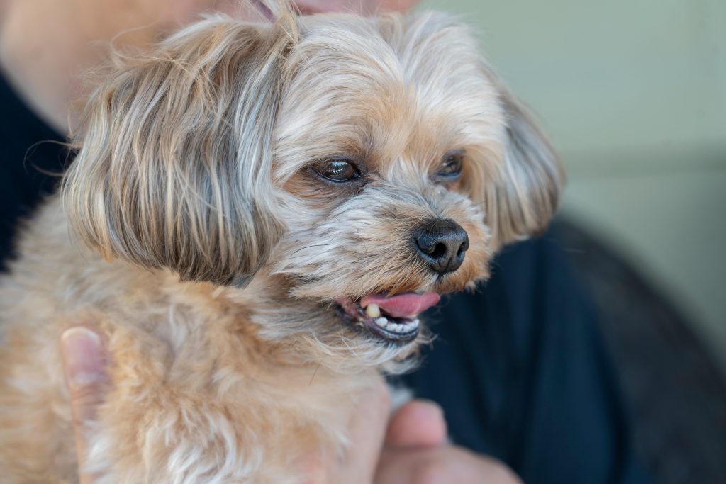Woman charged with theft in Rocky the dog case