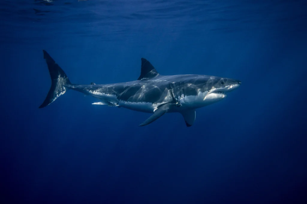 Diver Killed by 16-Foot Shark in Australian Tourist Hotspot